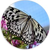 Forex Wandcirkel - Wit met Zwarte Vlinder bij Bloemen - 70x70cm Foto op Wandcirkel (met ophangsysteem)