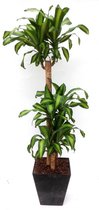 Dracaena Massangeana in Artstone Ella zwart | Drakenbloedboom