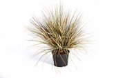 Strelitzia Nicolai in Nature Row Egg Planter zwart | Paradijsvogelplant