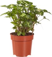 Hellogreen Kamerplant - Syngonium Pixie - 20 cm