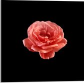 Acrylglas - Roze Bloem op Zwarte Achtergrond - 50x50cm Foto op Acrylglas (Wanddecoratie op Acrylglas)