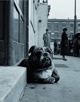 Gay - Lazy Bulldog at Camden Town Kunstdruk 40x50cm