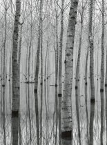 Wizard+Genius Birch Forest In The Water Vlies Fotobehang 192x260cm 4-banen