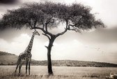 Fotobehang - Giraffe Safari 384x260cm - Vliesbehang