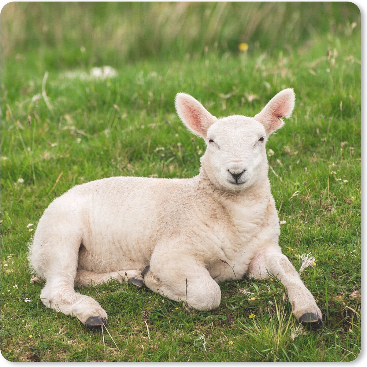 Muismat 30x30 cm - Mousepad Schaap - Dieren - Lam - Muismatten