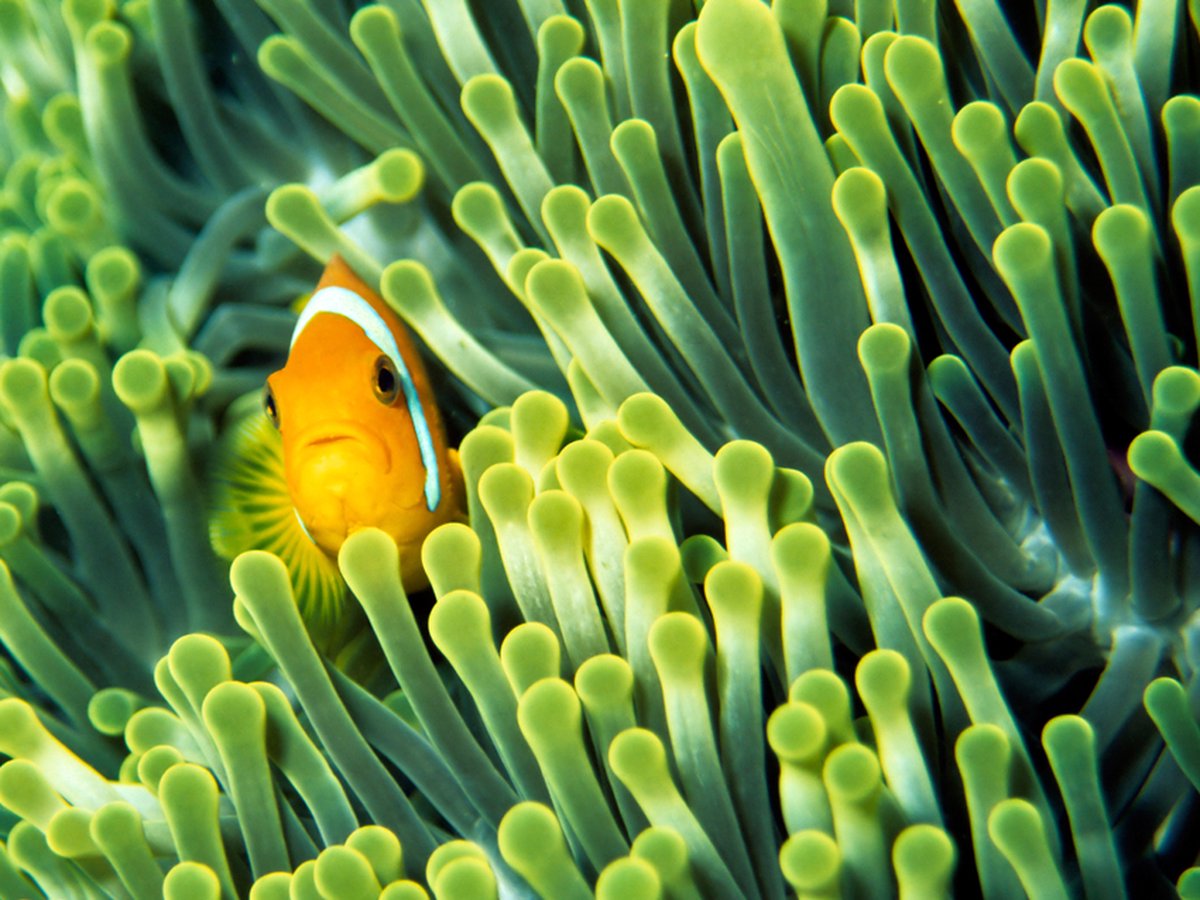 Fotobehang - Anemonefish.