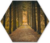 Hexagon wanddecoratie - Kunststof Wanddecoratie - Hexagon Schilderij - Pad - Bomen - Bos - 75x65 cm