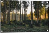 WallClassics - Tuinposter – Bos met Kleine en Grote Bomen - 75x50 cm Foto op Tuinposter  (wanddecoratie voor buiten en binnen)