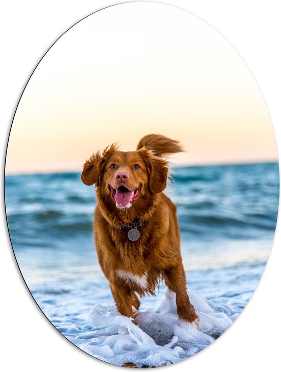 WallClassics - Dibond Ovaal - Vrolijke Hond op het Strand - 81x108 cm Foto op Ovaal (Met Ophangsysteem)