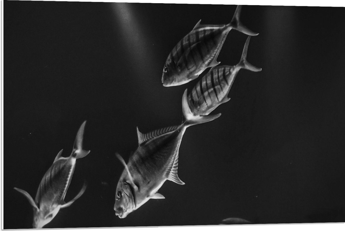 PVC Schuimplaat- Vissen in het Aquarium Zwart - Wit - 90x60 cm Foto op PVC Schuimplaat