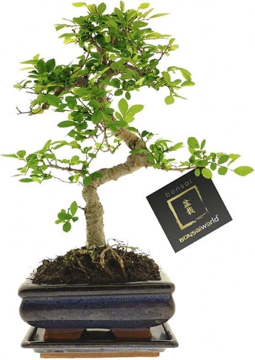 Bol à Bonsaï Exotenherz Avec Soucoupe - Beige Clair Ovale O47 - 19x13,5x5 Cm