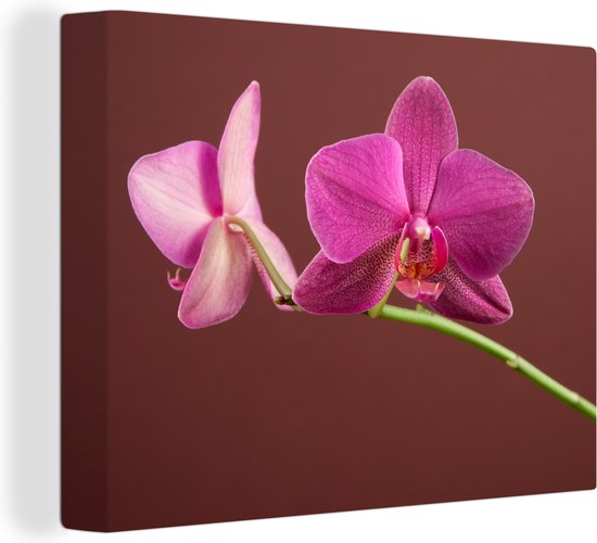 Canvas Schilderij Bloemen - Orchideeën - Roze - 80x60 cm - Wanddecoratie