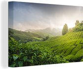 Une plantation de thé par temps brumeux en Malaisie 60x40 cm - Tirage photo sur toile (Décoration murale salon / chambre)