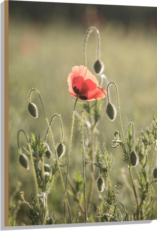 WallClassics - Hout - Rode Eenzame Bloem in Groen Landschap - 70x105 cm - 12 mm dik - Foto op Hout (Met Ophangsysteem)