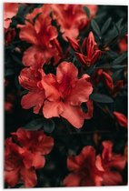WallClassics - Acrylglas - Rode Bloem met Groen Blad - 50x75 cm Foto op Acrylglas (Met Ophangsysteem)