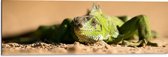 WallClassics - Dibond - Groene Leguaan in het Zand - 90x30 cm Foto op Aluminium (Wanddecoratie van metaal)