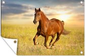 Affiche de jardin Cheval - Soleil - Herbe - Animal - 120x80 cm - Jardin