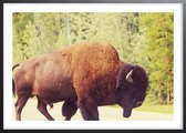 Poster Met Zwarte Lijst - Yellowstone Buffalo Poster