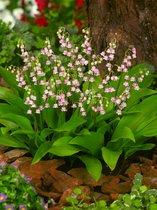 10x Lelietje-van-dalen 'Convallaria rosea majalis' - BULBi® Bloembollen met bloeigarantie