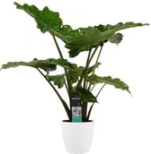 Alocasia Portodora in ELHO (wit)