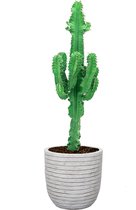 Euphorbia Ingens in Nature Row Egg Planter wit | Cowboycactus