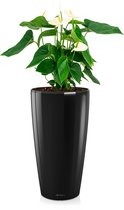 Anthurium wit in watergevende Rondo zwart | Flaminoplant