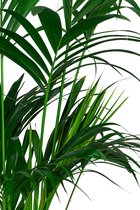 Kentia Howea in watergevende Classico antraciet | Palm