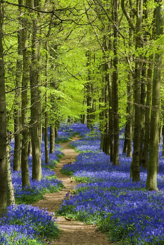 Poster - Blauw Pad door het Bos, Premium Print