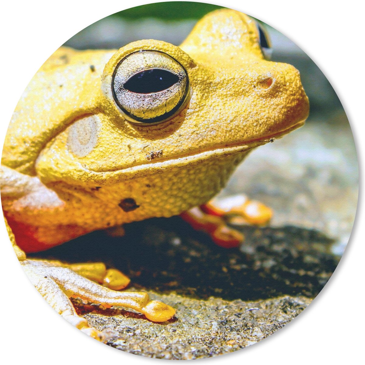 Muismat rond 30x30 cm - Mousepad Gele kikker zittend op de grond - Ronde muismatten