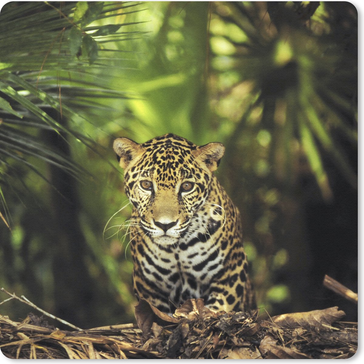 Muismat 30x30 cm - Mousepad Jonge jaguar in de jungle - Muismatten