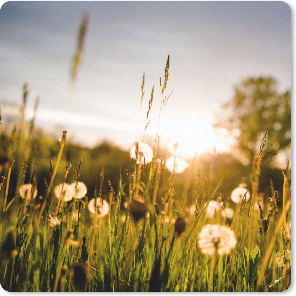 Muismat 30x30 cm - Mousepad Paardenbloemen - Gras - Zonsondergang - Muismatten