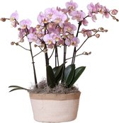 Kolibri Orchids | Complete Orchideeën set in Cotton white Basket | drie Kikkion orchideeën in cotton white schaal incl. watergeefsysteem - Ø30cm