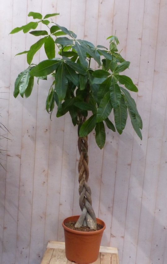 Plante d