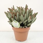 Cactussen van Botanicly – 3 × Kalanchoe tomentosa – Hoogte: 25 cm