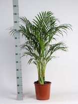 Kamerplant van Botanicly – Goudspalm – Hoogte: 100 cm – Dypsis lutescens