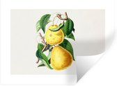 Stickers muraux - Poires - Plante - Nourriture - 160x120 cm - Feuille adhésive XXL