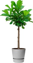 Ficus Lyrata op stam in Greenville grijs | Vioolbladplant / Tabaksplant