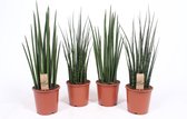 Kamerplanten van Botanicly – 4 × Vrouwentongen – Hoogte: 60 cm – Sansevieria Laurentii