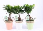 Bonsai van Botanicly – 3 × Ficus ginseng Bonsai – Hoogte: 30 cm