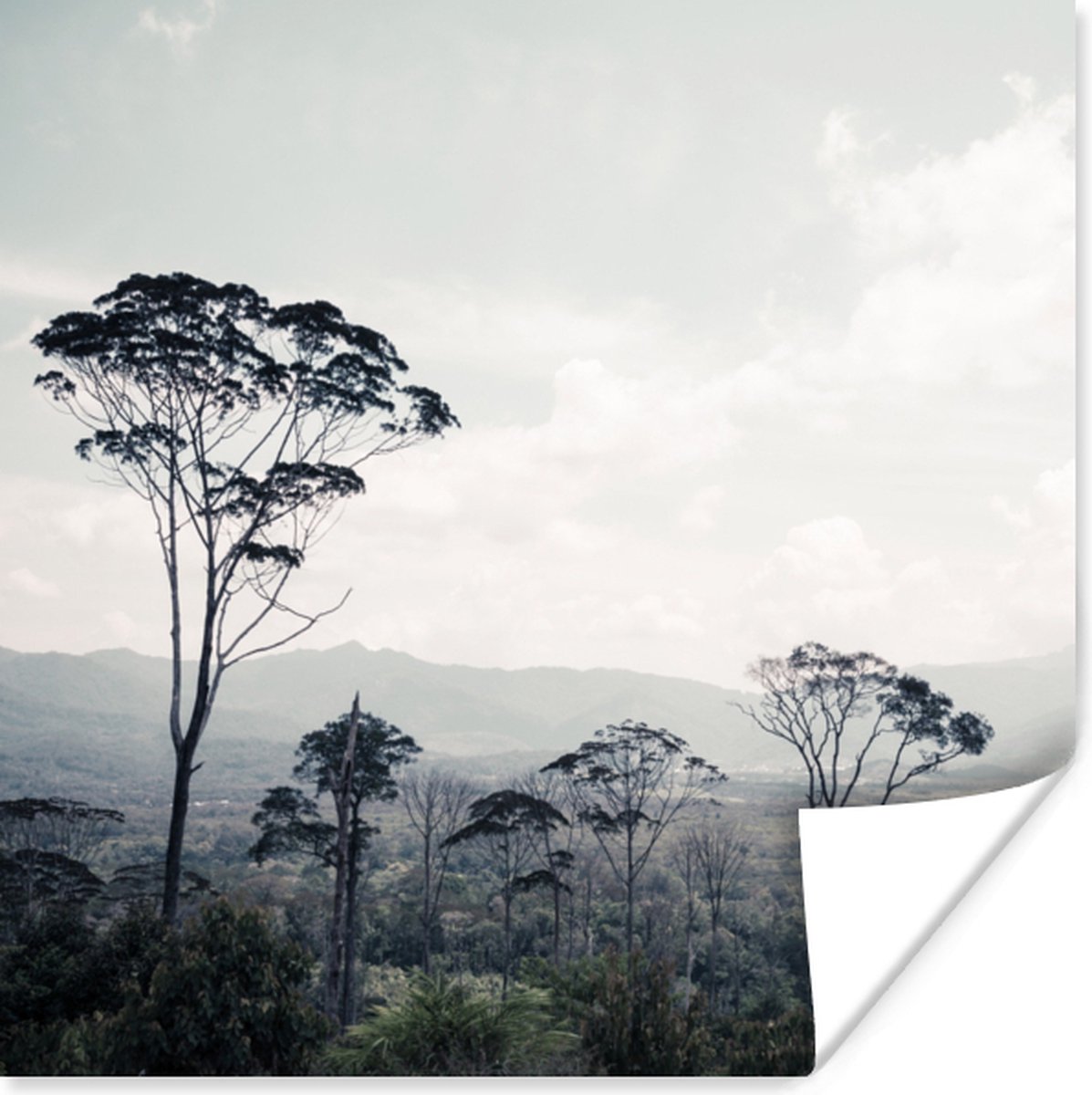 Poster Bomen - Lucht - Natuur - 75x75 cm