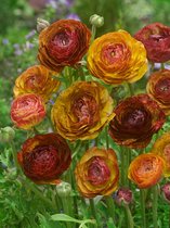 80x Renoncule 'Ranunculus picotee café' - Bulbes à fleurs et plantes BULBi® avec garantie de floraison