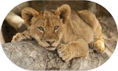 Muurovaal baby lion XS - 40 x 25 cm