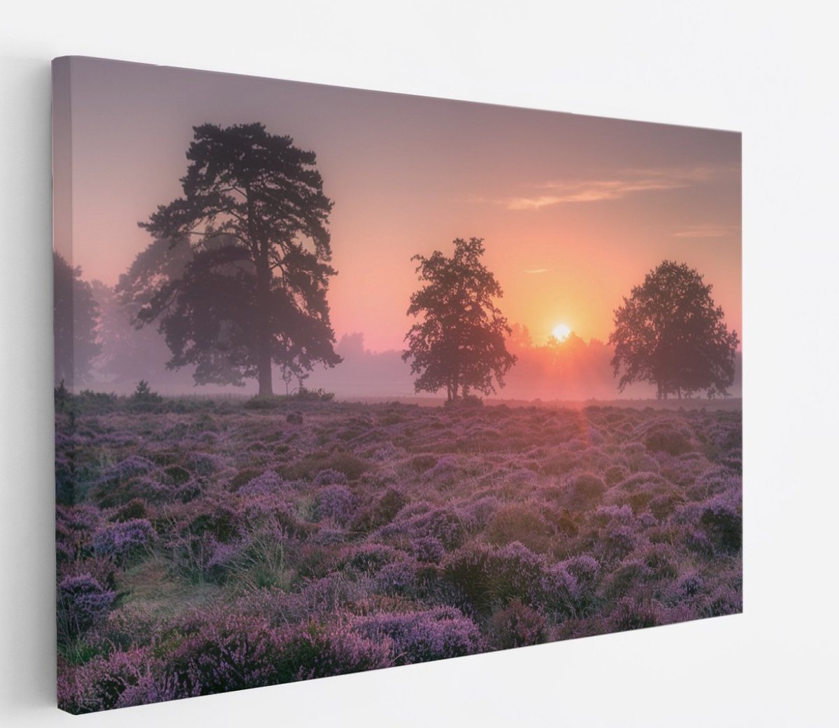 Saammp Canvas Schilderij - Lavendelveld met bomen en zonsondergang - Zonsondergang - Landschap - Natuur - 70x50 - Foto op canvas - Wanddecoratie - Muurdecoratie Woonkamer - Slaapkamer decoratie - Canvas Print Multicolor