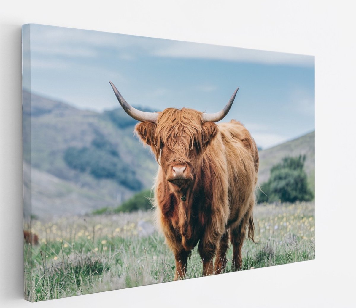 Saammp Canvas Schilderij - Schotse Hooglander Koe - Bloesem - Landschap - Dieren - Natuur - 90x60 - Foto op canvas - Wanddecoratie - muurdecoratie Woonkamer - Slaapkamer decoratie - Canvas Print Multicolor