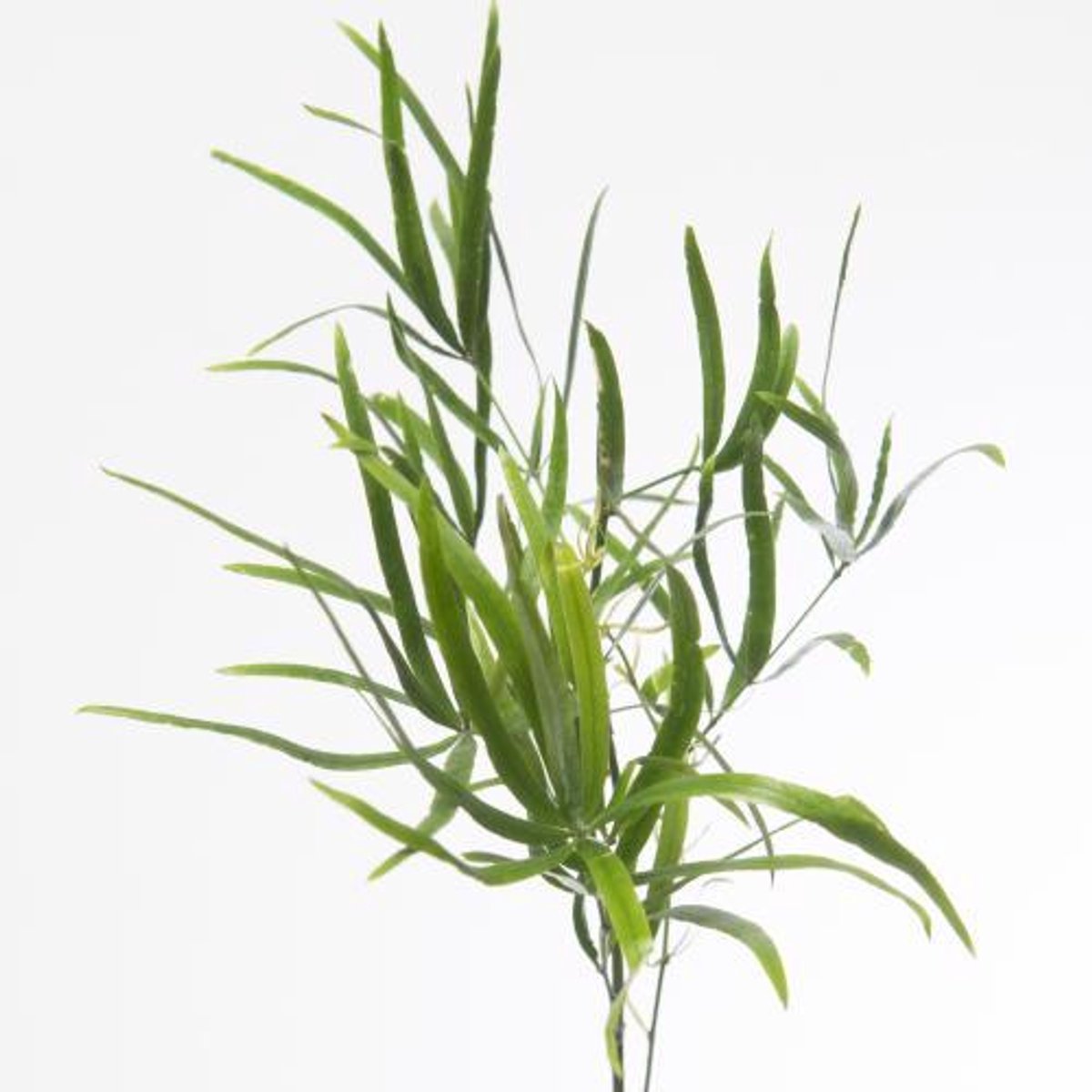 50x Sg asparagus falcatus 40cm