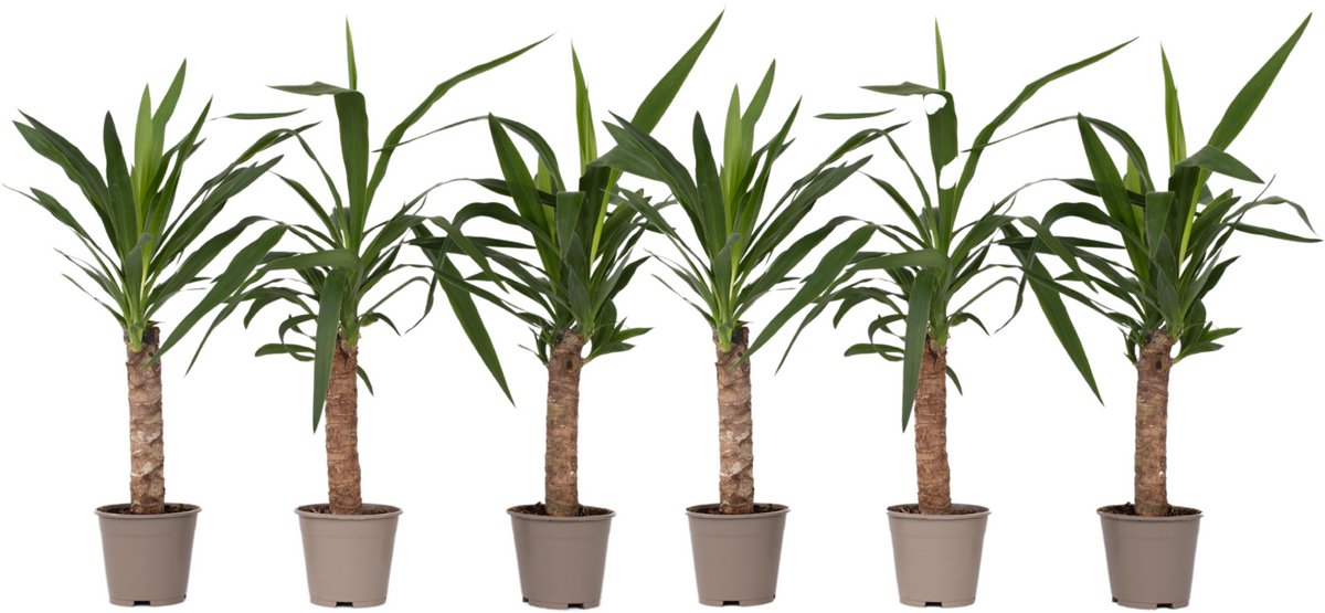 Plant in a Box - Set van 6 Yucca Elephantipes - Kamerplant - Pot 14cm - Hoogte 50-60cm