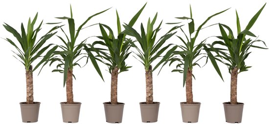 Plant in a Box - Set van 6 Yucca Elephantipes - Kamerplant - Pot 14cm - Hoogte 50-60cm