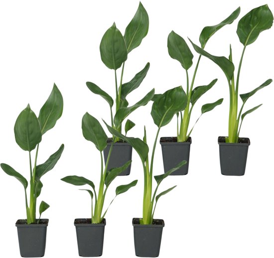 Plant in a Box - Strelitzia Reginea - Set van 6 - Tropische kamerplant - Paradijsvogelbloem - Pot 9cm - Hoogte 25-40cm