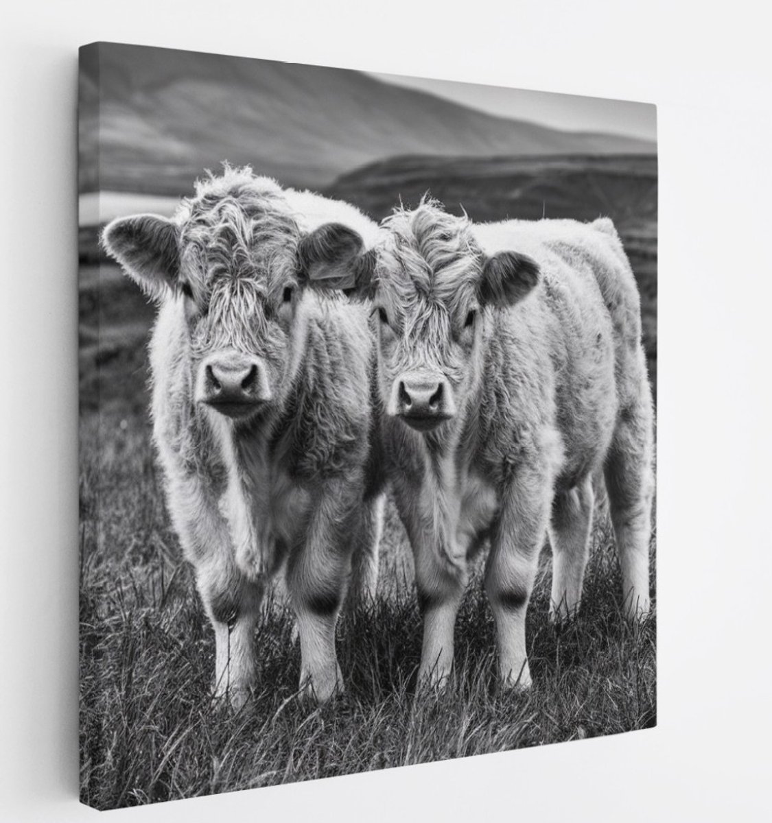 Saammp Canvas Schilderij - 2 Schotse Hooglander Koeien in Schotland - Natuur - Dieren - 20x20 - Foto op canvas - Wanddecoratie - Muurdecoratie Woonkamer - Slaapkamer decoratie - Canvas Print Multicolor