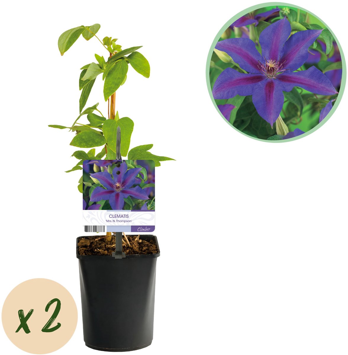Plantenboetiek.nl | Klimplant - Clematis Mrs. N. Thompson - Bloem Roze - Weinig onderhoud - 2 planten - Pot 11cmcm - Ø10cm - 30-40cm hoog - Tuinplant